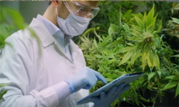 Нова студија открива како ЦБД спречава негативне нуспојаве ТХЦ-а