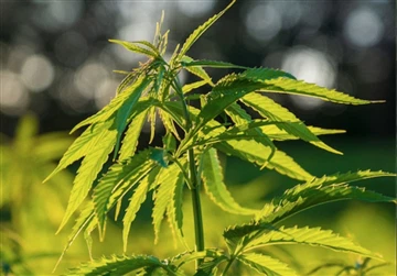 Очекује се да ће легална продаја канабиса достићи 37 милијарди долара у 2023