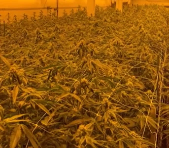 Федерални савези пуштају документе о марихуани, потврђујући препоруку Прилога...