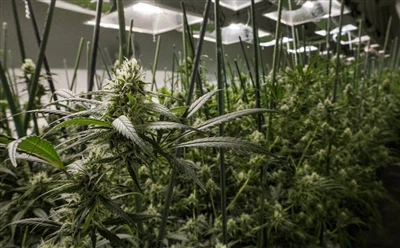 МЈБиз Фацтбоок: Индустрија марихуане ће америчкој економији додати 112,4 мили...